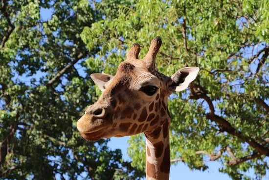 Perth zoologiske hage